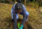 Planting a tree