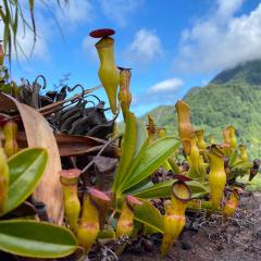 Morne Seychellois