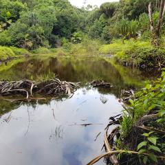 Morne Seychellois