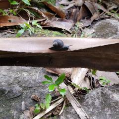 Morne Seychellois