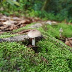 Morne Seychellois