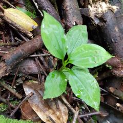 Morne Seychellois
