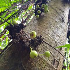 Morne Seychellois