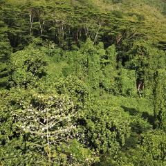 Anse Major