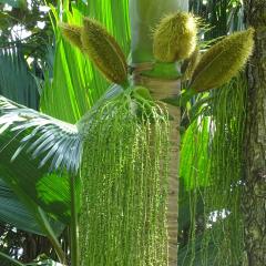 Praslin National Park