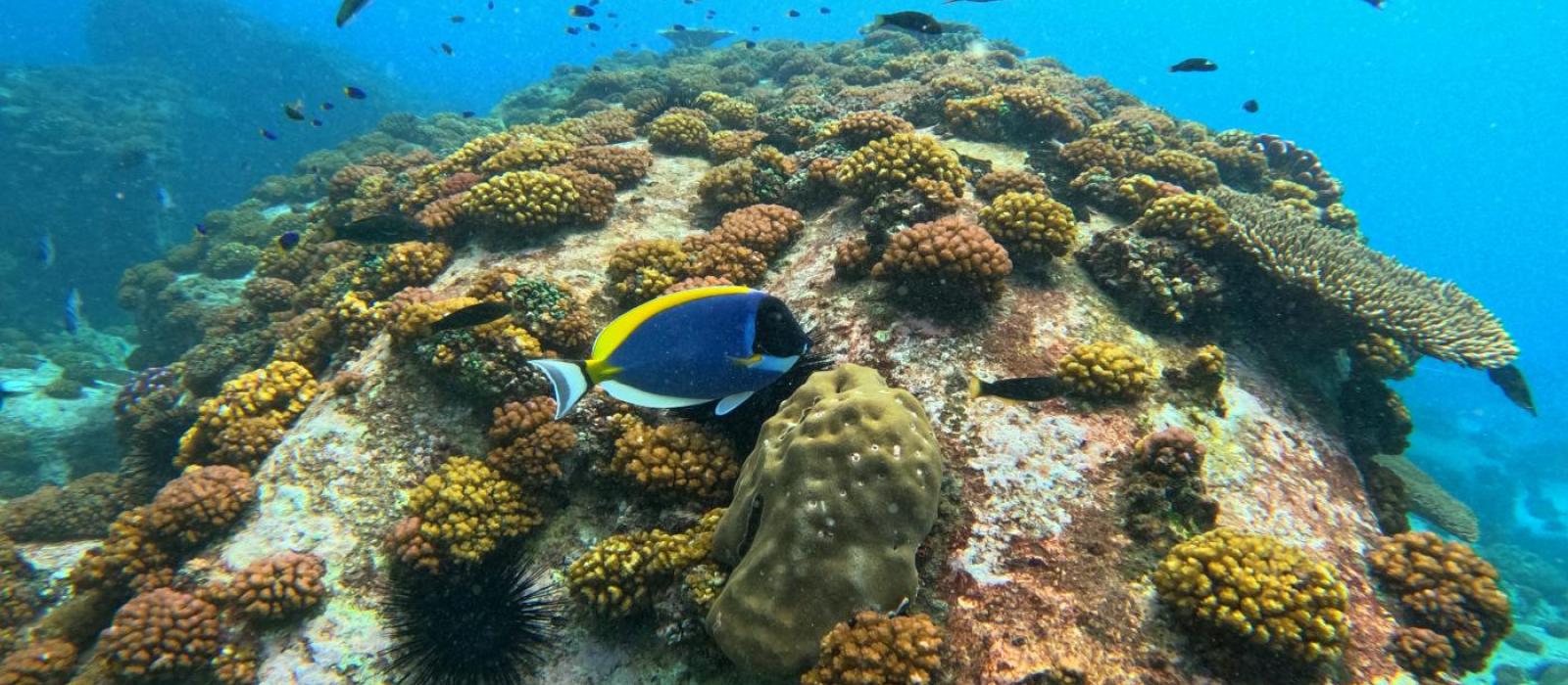 Ile Cocos Coral Reef