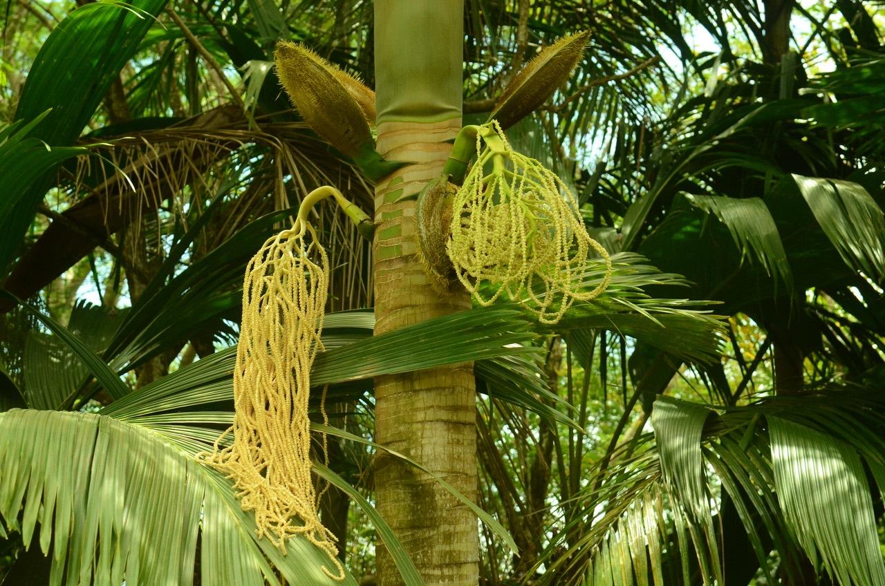 National Biodiversity Centre | Seychelles Parks and Gardens Authority