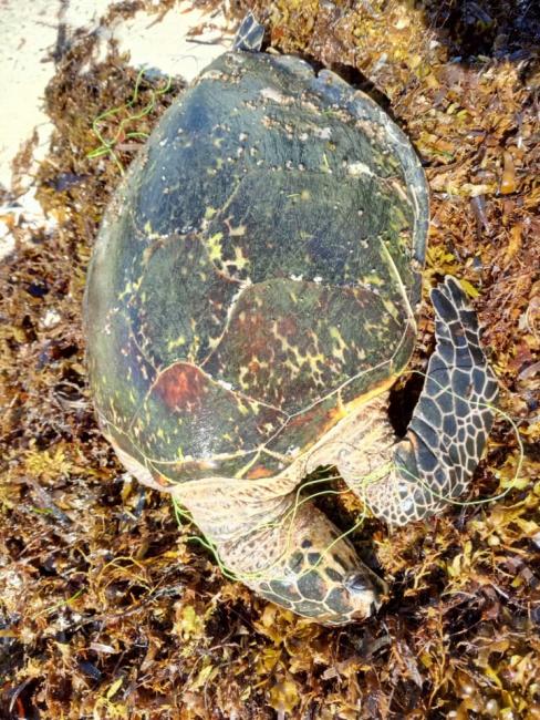 The dead entangled Hawksbill turtle brought ashore