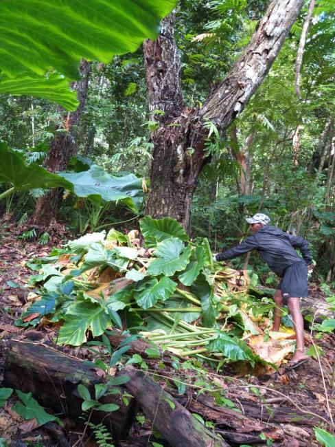 Harvesting of the invasive plant in Veuve Reserve