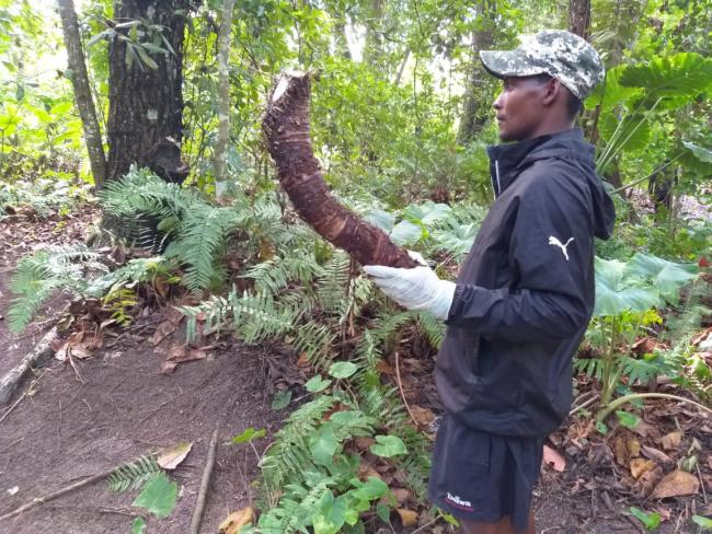 The tuber that is fed to the pigs