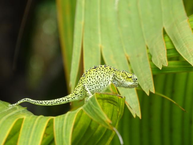 Seychelles Tiger Chameleon