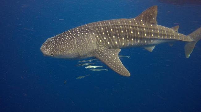 Whale shark