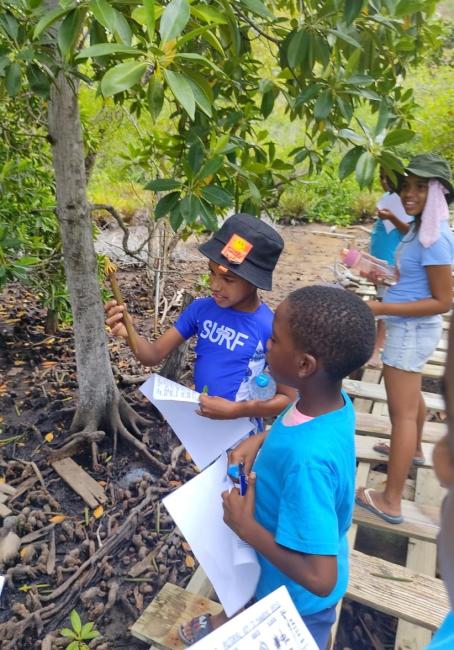 Mangrove identification