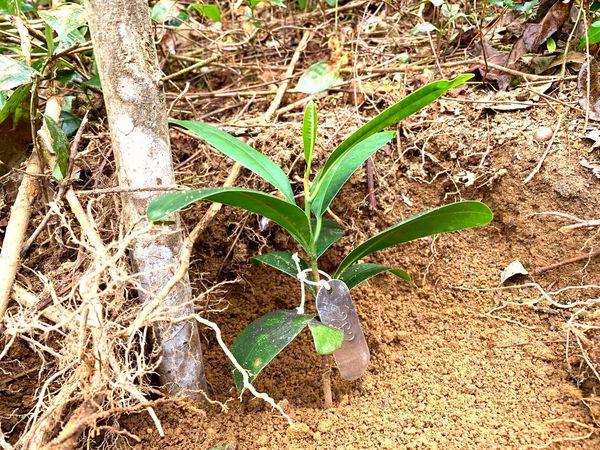 Tagged plant