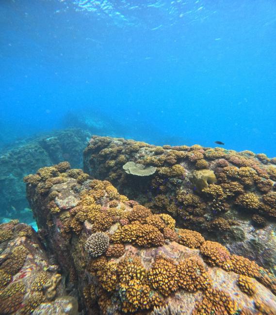 Ile Cocos Coral Reef