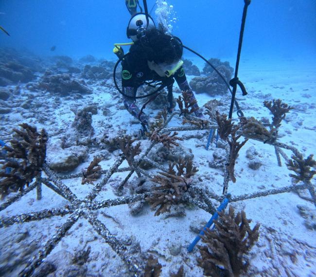 Research_Coral_Monitoring