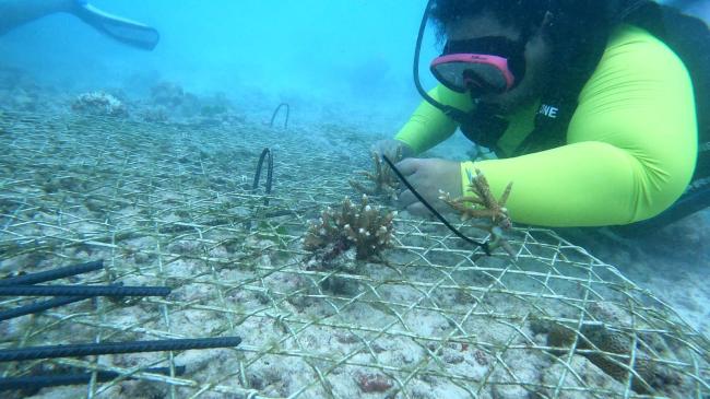 Coral Outplanting -Oceans Day