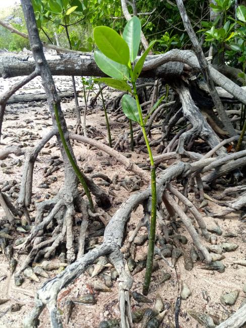 Mangrove Root System