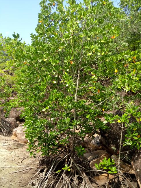 Mangrove Forest