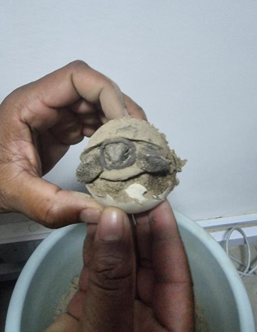 Tortoise Hatching