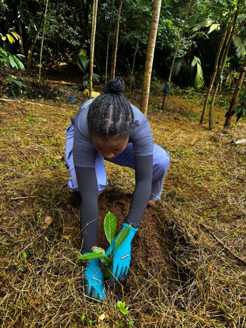 Planting a tree